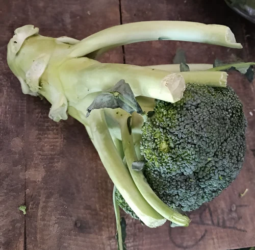 Organic Green Broccoli
