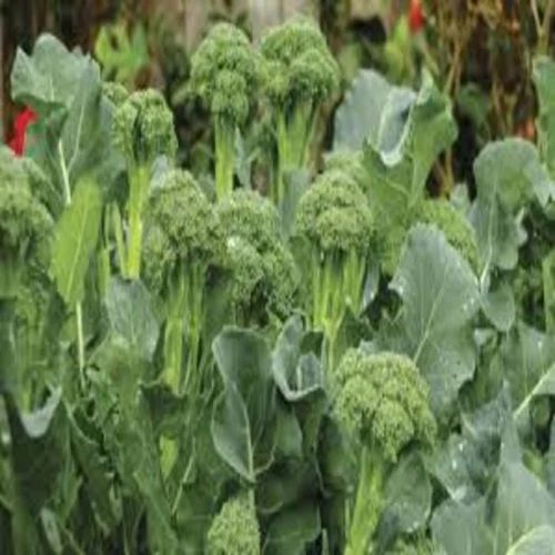 Fresh Organic Broccoli,