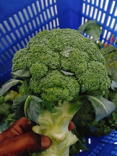 Fresh Broccoli
