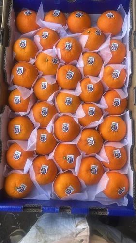 Imported Malta Orange