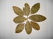 Bay Leaf