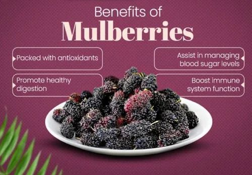 Fresh Mulberry Fruit