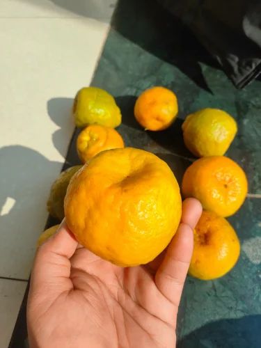 Fresh Orange Fruit