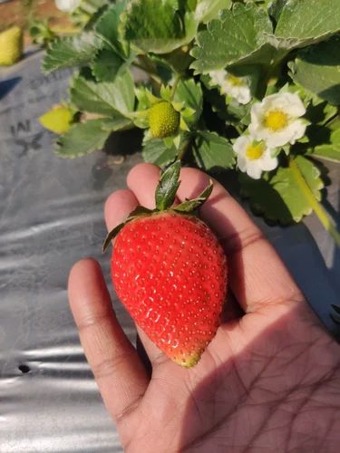 A Grade Fresh Meghalaya Strawberry, Packaging Type: Pack, Packaging Size: 5 Kg