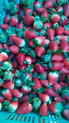 C Grade Fresh Strawberry, Packaging Type: Gunny Bag, Packaging Size: 1.6 kg Tray (200*8)