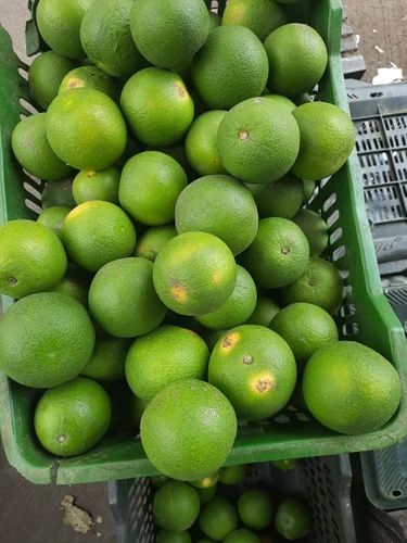 Fresh Mosambi