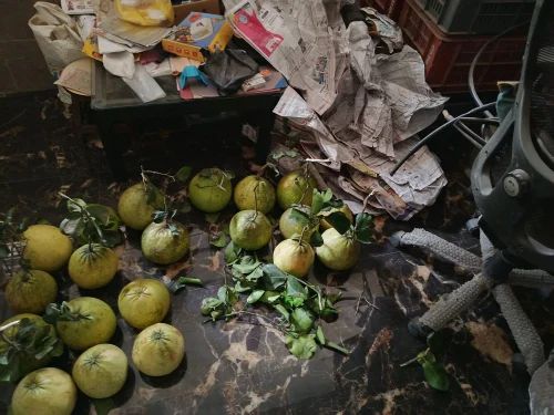 Pomelo Fruit