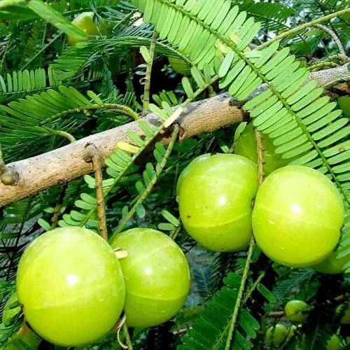 Pan India Lemon Green Amla Plant