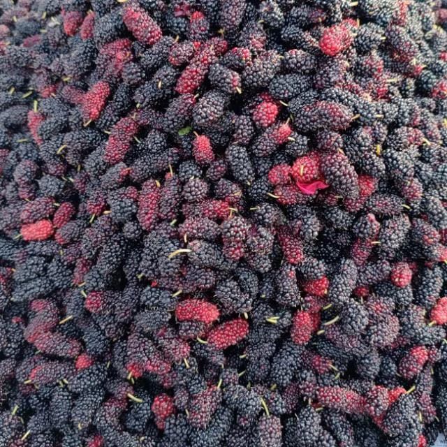 Mullberry Fruit (1 kg)