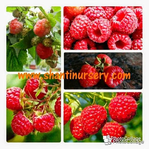 Red Raspberry Plant, For Fruits
