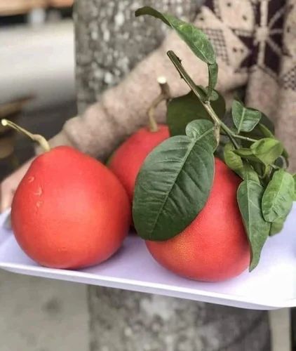 A Grade Pan India Red pomelo plant, Packaging Type: Plastic Bag, Packaging Size: Piece