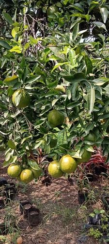 A Grade Maharashtra Organic Orange, Packaging Size: 5 Kg, Packaging Type: Carton