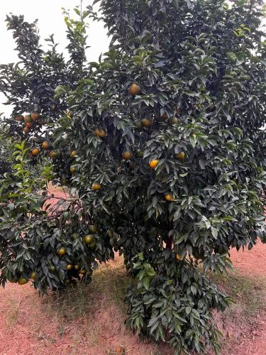 Sweet Lime Malta Fruit