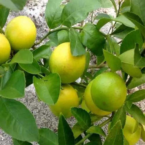 Sweet Lime A Grade MOSAMBI, Packaging Size: 10 Kg, Packaging Type: Gunny Bag