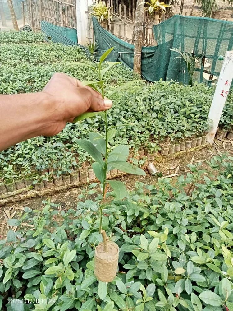 A Grade Assam Lemon Kazi Nemu Plant