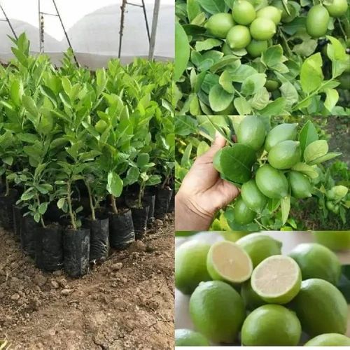 A Grade Assam Lemon, Packaging Type: Carton, Packaging Size: 5 Kg