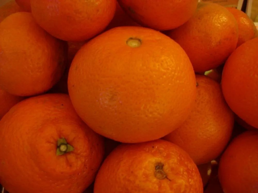 Fresh Oranges