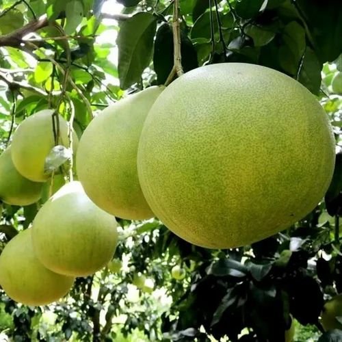 Pomelo Gardening Fruit Plants