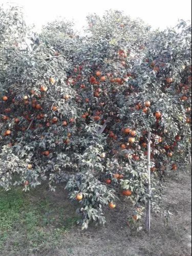 A Grade Pan India Fresh Kinnow Directly from Farmer, Packaging Type: Carton, Packaging Size: 5 Kg