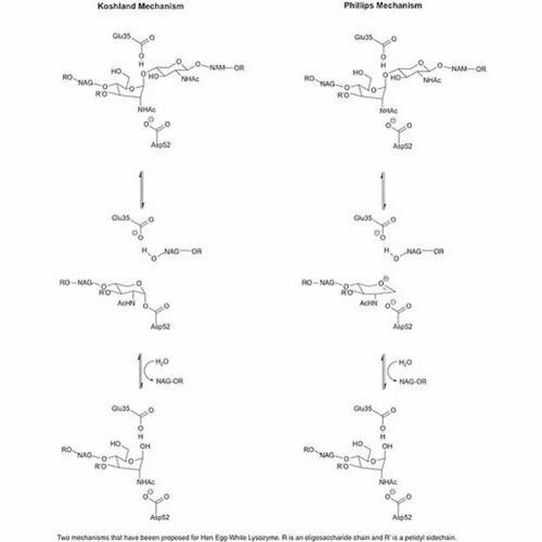 Pharmaceutical Lysozyme Enzyme