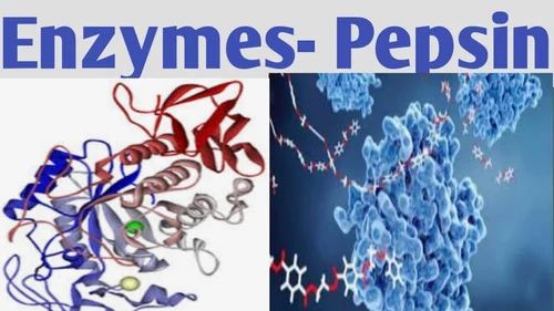 Pepsin Enzyme Powder