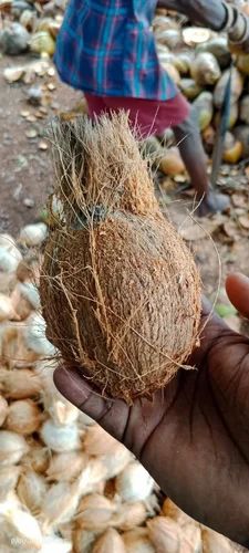 Pieces Havan Dry Coconut, Loose, Grade: Milling Grade