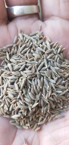 Singapore 99% Cumin Seeds