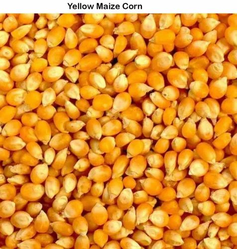 Natural Yellow Maize Corn, Kernels, High in Protein