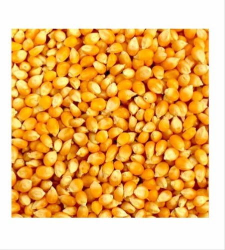 Yellow Corn Maize