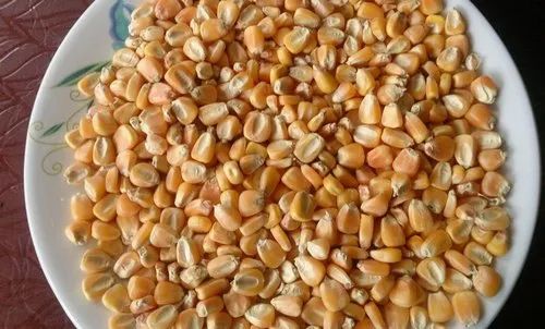 Yellow Maize Corn for Human Consumption (Hybrid)