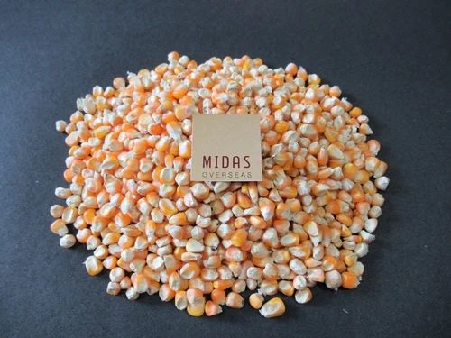 Yellow Maize Corn - A Grade