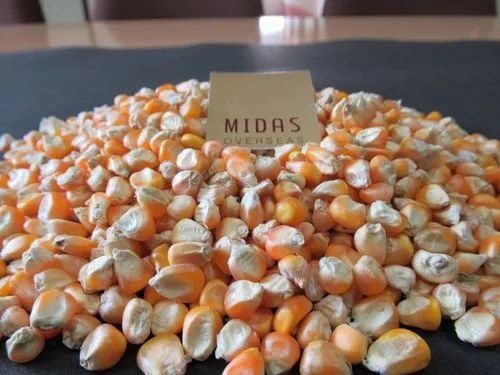 Yellow Corn Maize For Human Consumption (Hybrid)