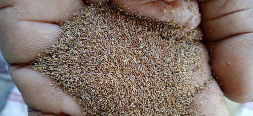 Indian Davana Seeds
