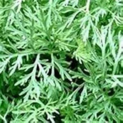 Davanam essential oil plant seeds
