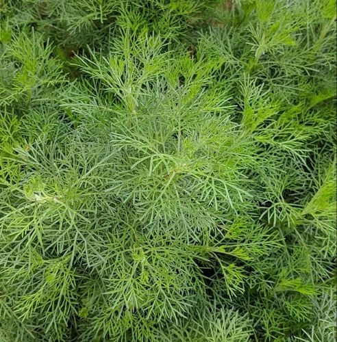 Davanam cultivation seeds for export