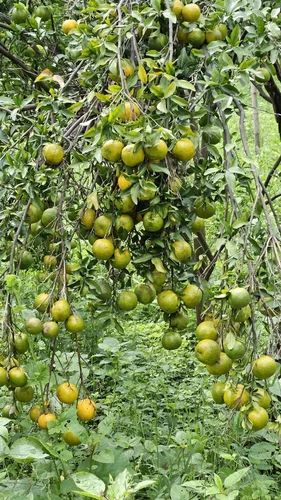 A Grade Maharashtra Nagpur Fresh Orange, Packaging Size: 20 Kg, Packaging Type: Carton