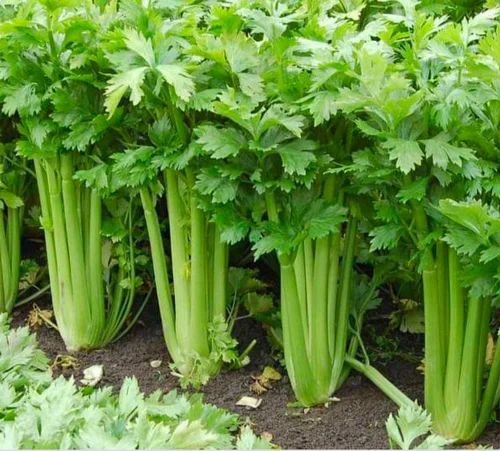 A Grade Green Fresh Celery & Vegetable, Carton, 20 Kg