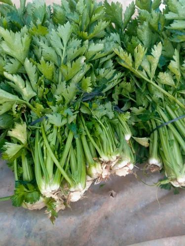 Conventional Fresh Celery & Vegetable, 5 Kg, Variety / Grade: A Grade