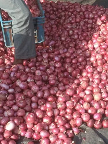 Big Size Onion Domestic/Export Quality, 50 Kg, Onion Size: 60 mm