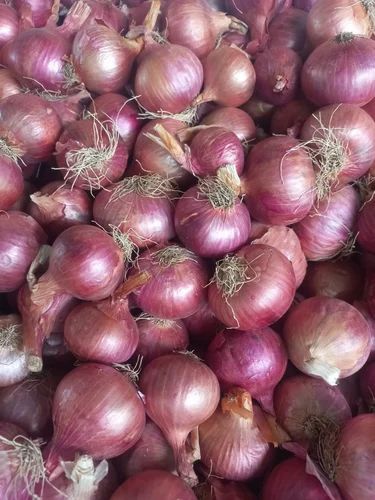 Garwa Onion, 50 Kg, Onion Size: 50 mm