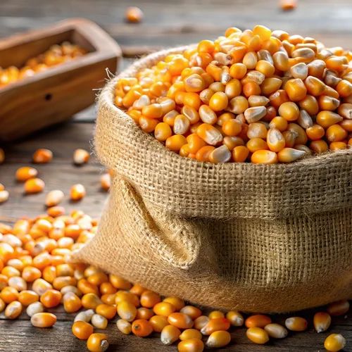 Natural Yellow Maize Corn, Kernels