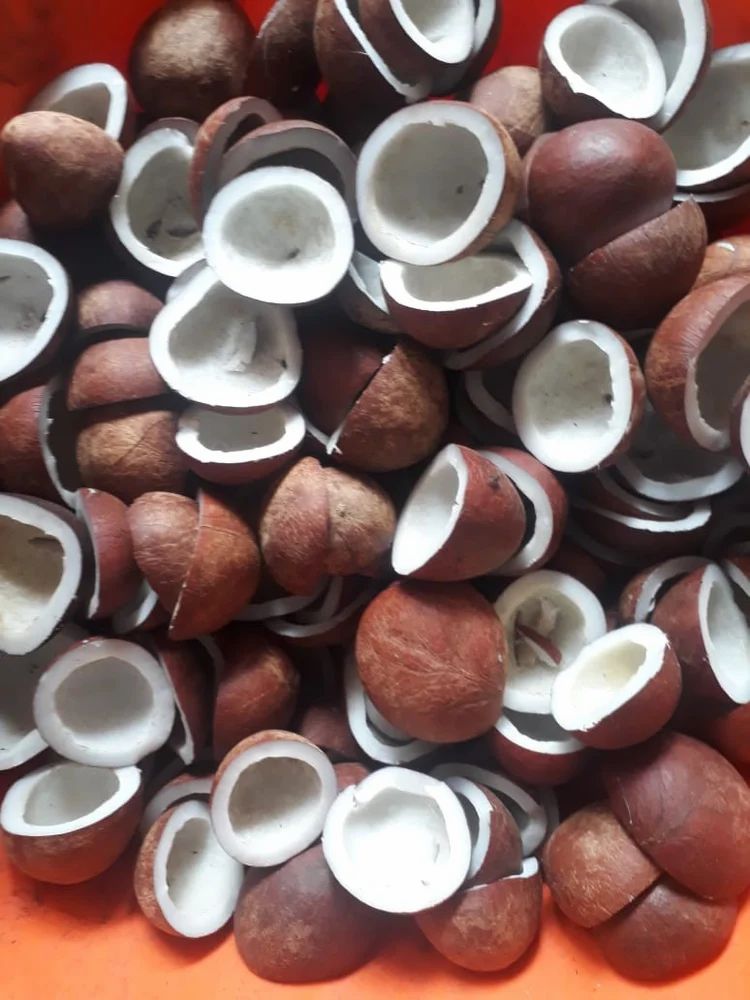 Half Cut Rajapuri Coconut