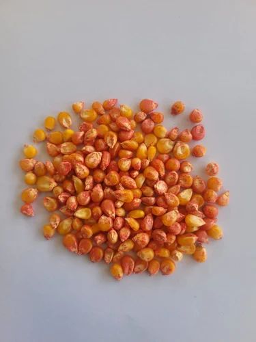 Popcorn Seeds for Farming, 1 Kg