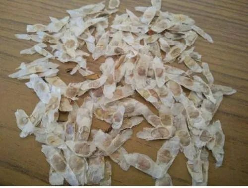 Tecoma Stans Seed