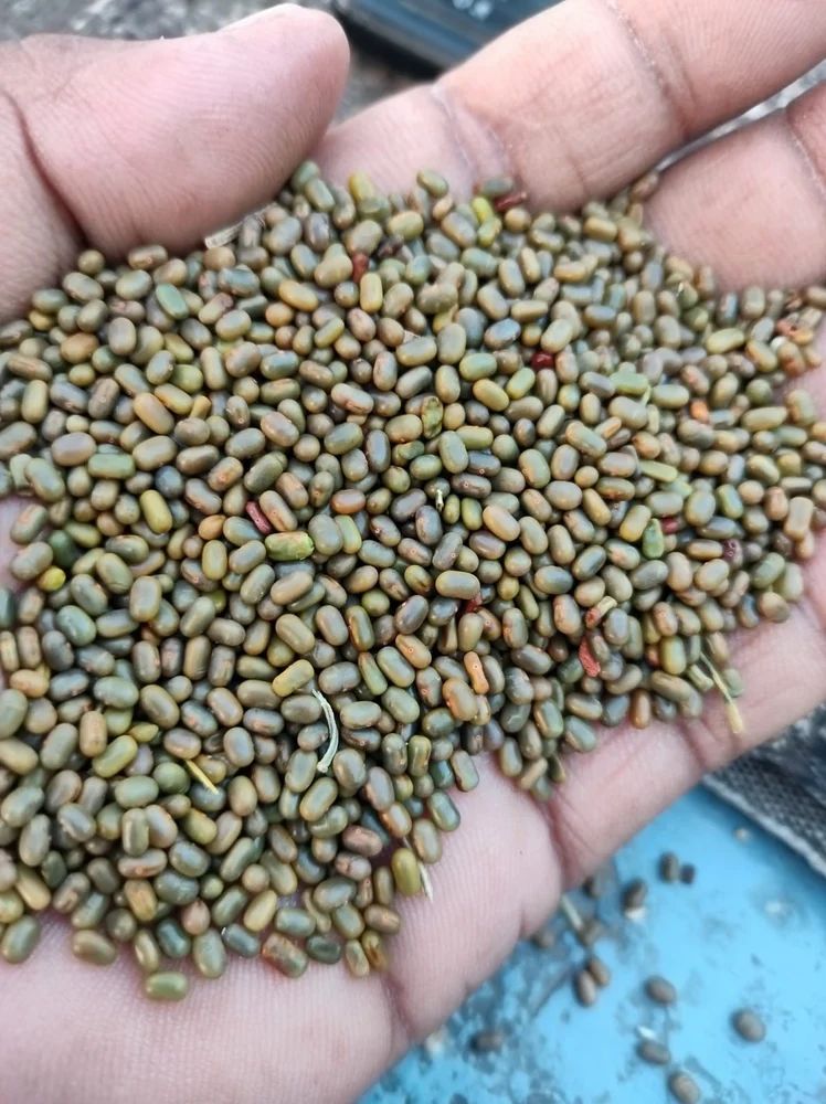 Jilugu Seeds danicha, 1 Kg