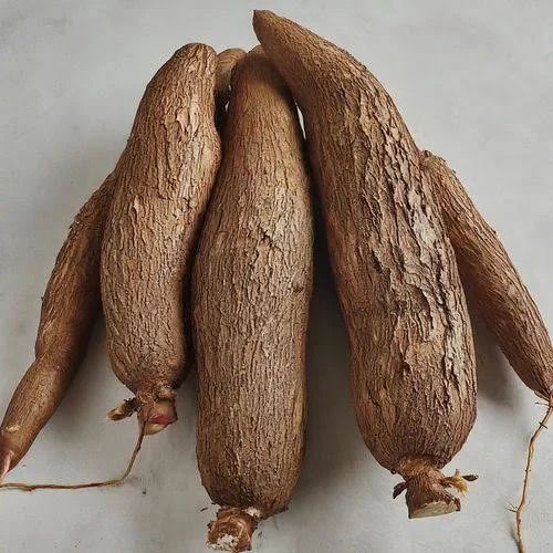 Radish A Grade Fresh Cassava Root, Packaging Type: Gunny Bag, Packaging Size: 50 Kg