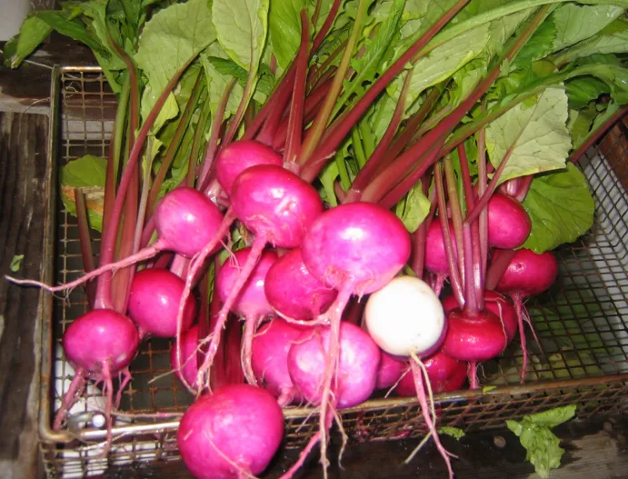Fresh Turnip