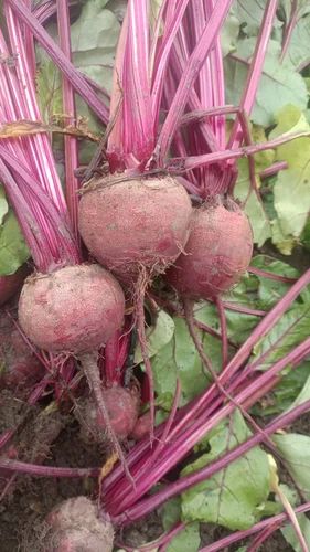 BEETROOT A Grade Root Vegetables, Packaging Type: PLASTIC GUNNY BAG, Packaging Size: 50 Kg