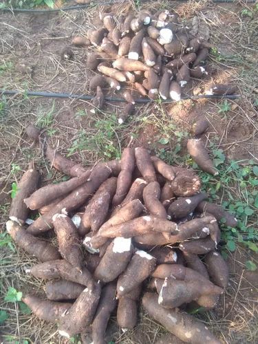 A Grade Pan India Tapioca Root, Packaging Size: 5 Kg, Packaging Type: Net Bag