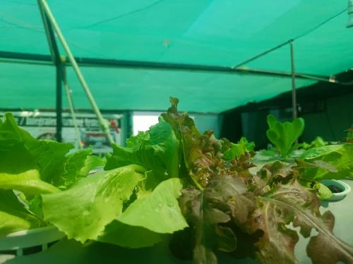 A Grade Organic Exotic Vegetable lettuce